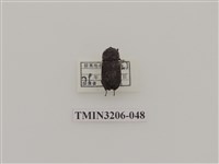 藏品(鏽鍬形蟲)的圖片